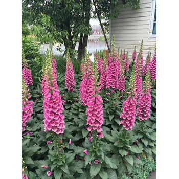寧夏大花墻微花苗種植基地