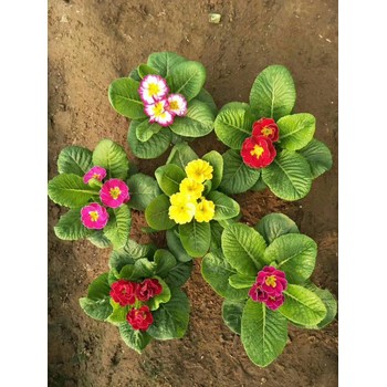 芝櫻開花效果花海種子