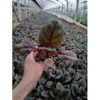 婆婆納山東青州草花種植基地草花花海種子