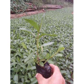 北京營養(yǎng)袋苗花苗種植基地