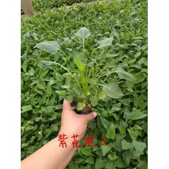 河南丁香花苗種植基地