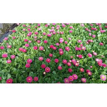 多年生草花草花花海種子