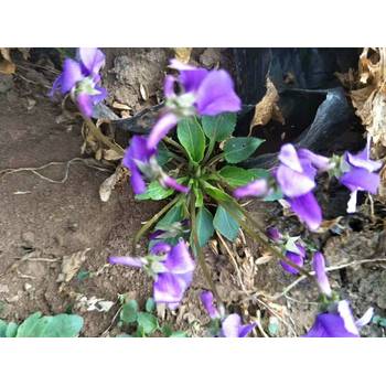 北京時(shí)令草花花苗種植基地
