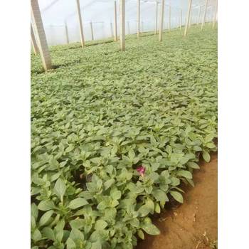 芝櫻開花效果花海種子