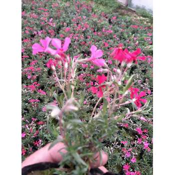 芝櫻開花效果花海種子