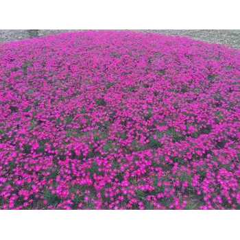 湖北紅葉小檗花苗種植基地