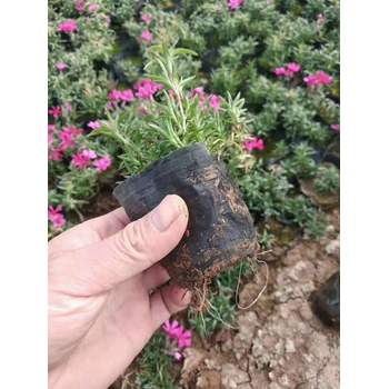 寧夏大花墻微花苗種植基地