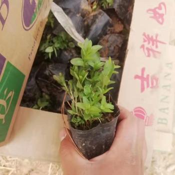 安徽菖蒲花苗種植基地