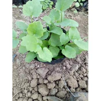 安徽萬壽菊花苗種植基地