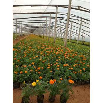 湖北紅葉小檗花苗種植基地