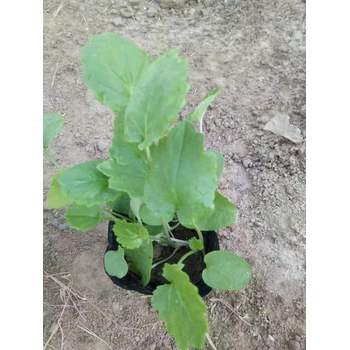 婆婆納山東青州草花種植基地草花花海種子
