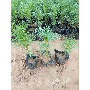 甘肅紅葉波菜花苗種植基地
