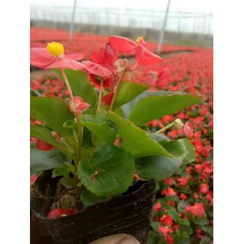 甘肅紅葉波菜花苗種植基地