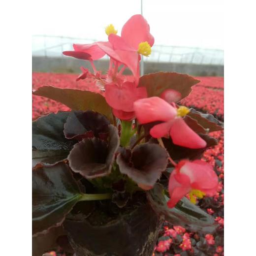 冬青開(kāi)花效果
