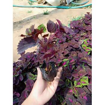 河南丁香花苗種植基地