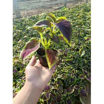 大花飛燕草山東青州草花種植基地草花花海種子