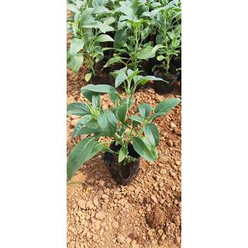 衛(wèi)茅開花效果花海種子