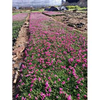 陜西小兔子狼尾草花苗種植基地