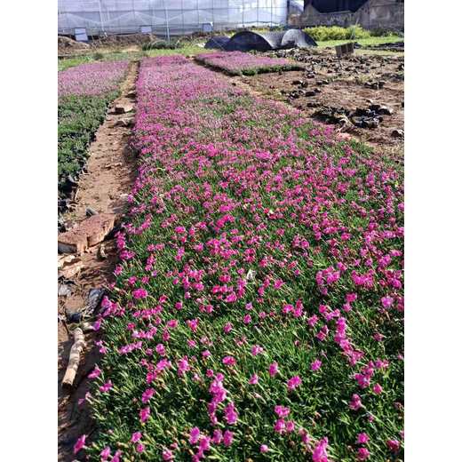 陜西盆栽迎春花苗種植基地