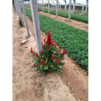 新疆彩虹石竹山東青州草花種植基地花苗種植基地