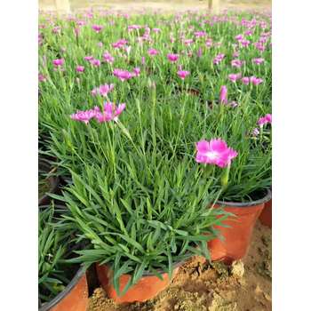 小龍柏開(kāi)花效果花苗種植基地
