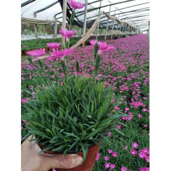 甘肅松果菊山東青州草花種植基地花苗種植基地