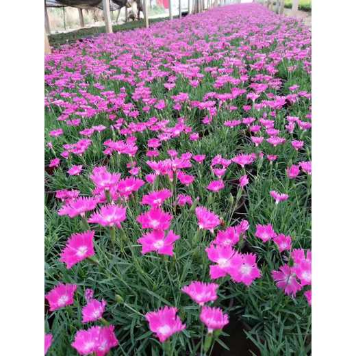 寧夏紫花地丁山東青州草花種植基地花苗種植基地