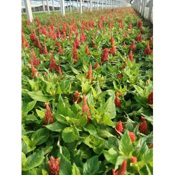 新疆彩虹石竹山東青州草花種植基地花苗種植基地