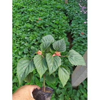 河北風(fēng)信子山東青州草花種植基地花苗種植基地