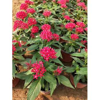 湖北婆婆納山東青州草花種植基地花苗種植基地