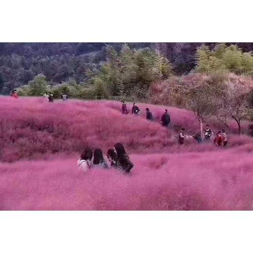 風(fēng)信子山東青州草花種植基地開花效果花苗種植基地