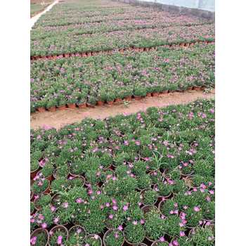 湖北紅葉小檗花苗種植基地