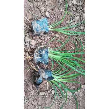 安徽小龍柏花苗種植基地