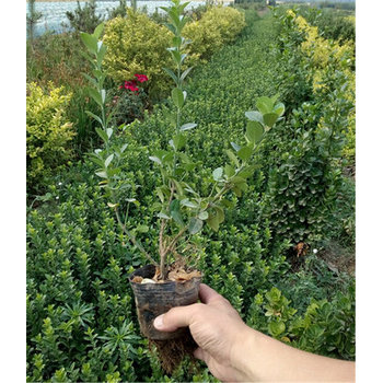 馬蘭開花效果花苗種植基地