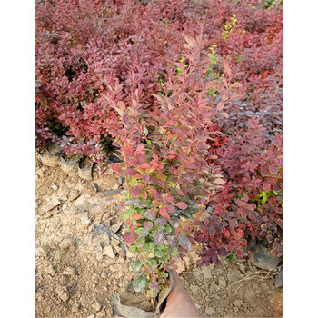湖北紅葉小檗花苗種植基地