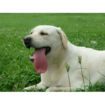 銅陵狗場(chǎng)電話可送貨