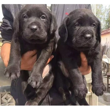 河北廊坊養(yǎng)狗基地可送貨