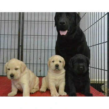 銅陵狗場電話可送貨