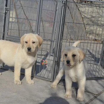 銅陵狗場電話可送貨