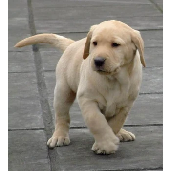 福建漳州狗場地址送教程一套