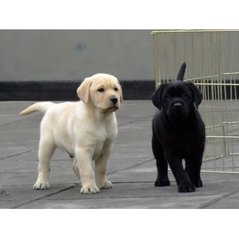 甘肅酒泉狗場位置誠信交易