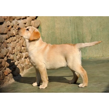 甘肅酒泉狗場位置誠信交易