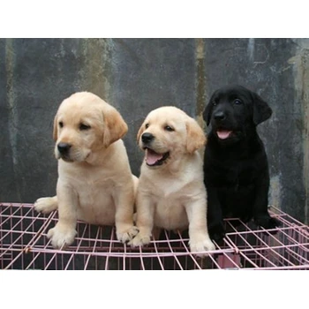 甘肅酒泉狗場位置誠信交易