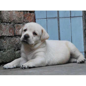 甘肅酒泉狗場位置誠信交易