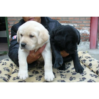 湖南懷化狗場電話誠信交易