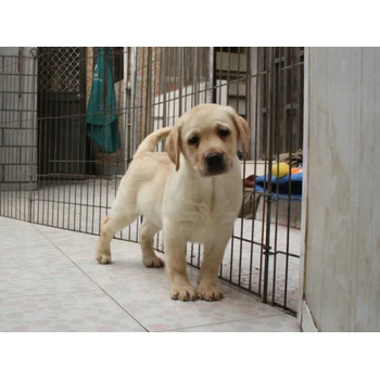 云南西雙版納狗場位置新手飼養(yǎng)