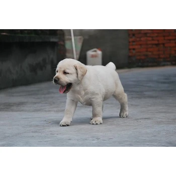 四川巴中狗場電話新手飼養(yǎng)