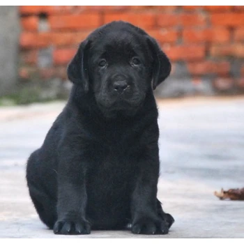 江蘇淮安狗場位置可上門挑選