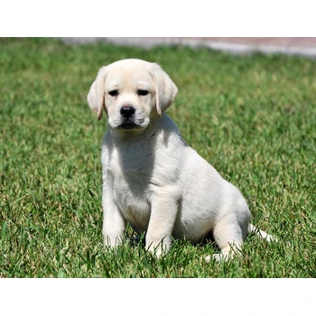 山東濱州養(yǎng)狗場品質(zhì)保證