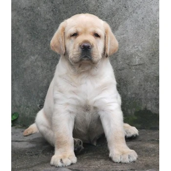 山東濱州養(yǎng)狗場品質(zhì)保證